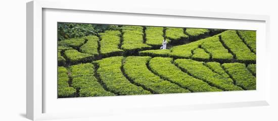 Tea Plantation, Kerala, India-Keren Su-Framed Photographic Print