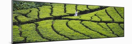 Tea Plantation, Kerala, India-Keren Su-Mounted Photographic Print