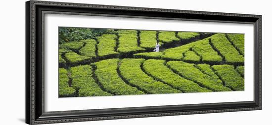 Tea Plantation, Kerala, India-Keren Su-Framed Photographic Print