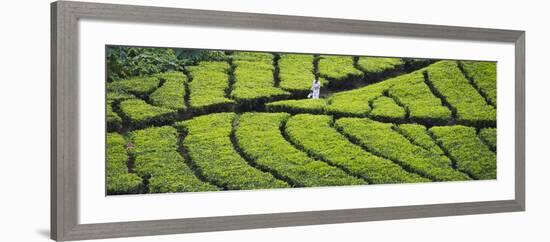 Tea Plantation, Kerala, India-Keren Su-Framed Photographic Print