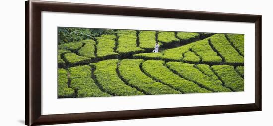 Tea Plantation, Kerala, India-Keren Su-Framed Photographic Print