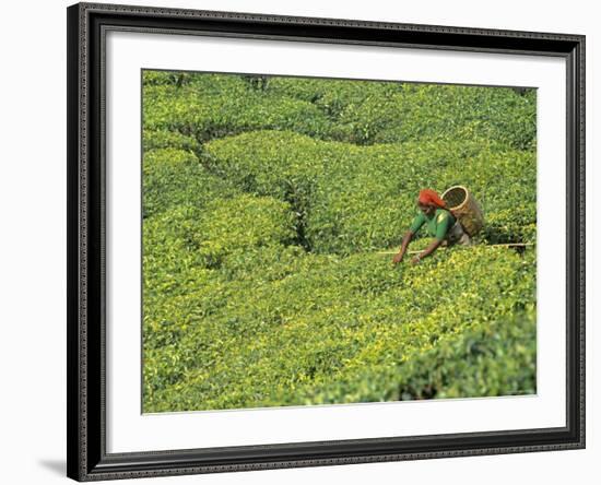 Tea Plantation, Kerala, Southern India-Peter Adams-Framed Photographic Print