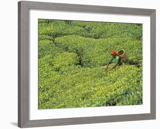 Tea Plantation, Kerala, Southern India-Peter Adams-Framed Photographic Print