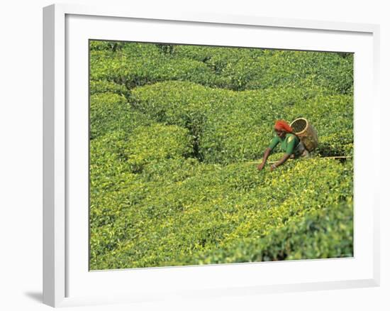 Tea Plantation, Kerala, Southern India-Peter Adams-Framed Photographic Print