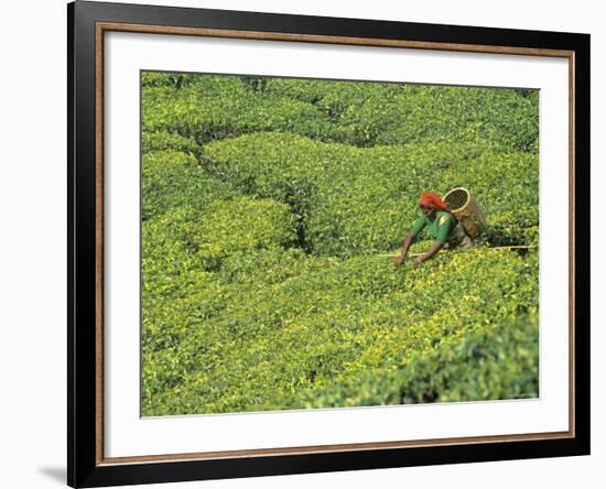 Tea Plantation, Kerala, Southern India-Peter Adams-Framed Photographic Print