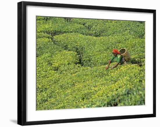 Tea Plantation, Kerala, Southern India-Peter Adams-Framed Photographic Print