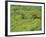 Tea Plantation, Kerala, Southern India-Peter Adams-Framed Photographic Print