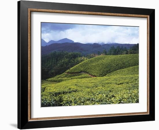 Tea Plantation, Kerala-Adam Brock-Framed Giclee Print