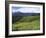 Tea Plantation, Kerala-Adam Brock-Framed Giclee Print