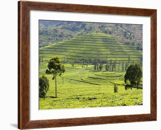 Tea Plantation Near Nyunguwe, Rwanda, Africa-Eric Baccega-Framed Photographic Print