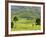 Tea Plantation Near Nyunguwe, Rwanda, Africa-Eric Baccega-Framed Photographic Print