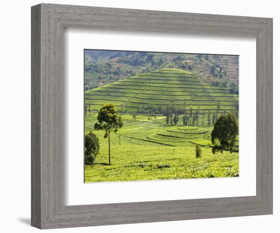 Tea Plantation Near Nyunguwe, Rwanda, Africa-Eric Baccega-Framed Photographic Print