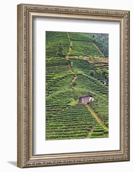 Tea plantation, Sanjiang, Guangxi Province, China-Keren Su-Framed Photographic Print