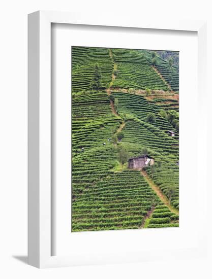 Tea plantation, Sanjiang, Guangxi Province, China-Keren Su-Framed Photographic Print