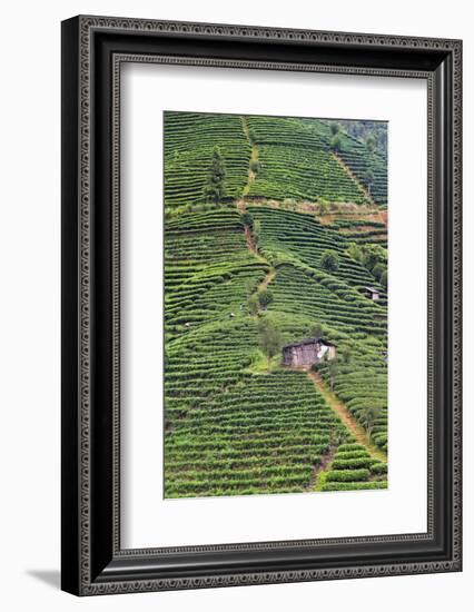 Tea plantation, Sanjiang, Guangxi Province, China-Keren Su-Framed Photographic Print