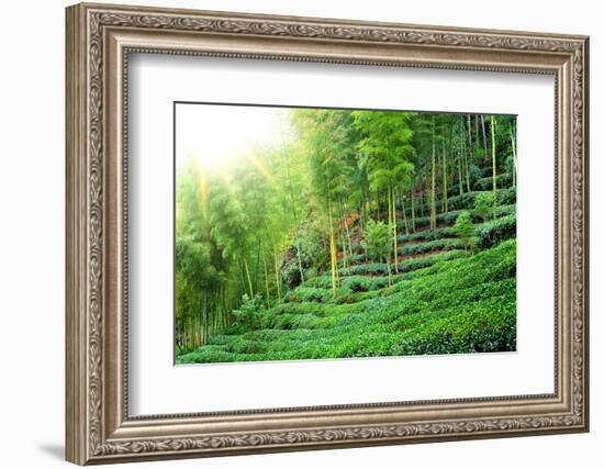 Tea Plantation with Bamboo Forest-Liang Zhang-Framed Photographic Print