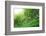 Tea Plantation with Bamboo Forest-Liang Zhang-Framed Photographic Print