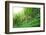 Tea Plantation with Bamboo Forest-Liang Zhang-Framed Photographic Print