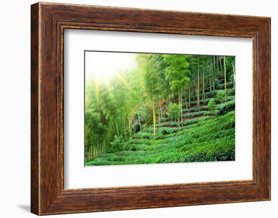 Tea Plantation with Bamboo Forest-Liang Zhang-Framed Photographic Print