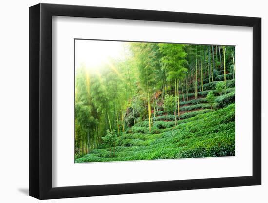 Tea Plantation with Bamboo Forest-Liang Zhang-Framed Photographic Print