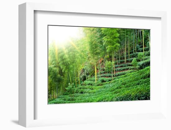 Tea Plantation with Bamboo Forest-Liang Zhang-Framed Photographic Print