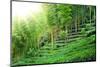 Tea Plantation with Bamboo Forest-Liang Zhang-Mounted Photographic Print
