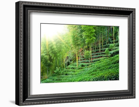Tea Plantation with Bamboo Forest-Liang Zhang-Framed Photographic Print