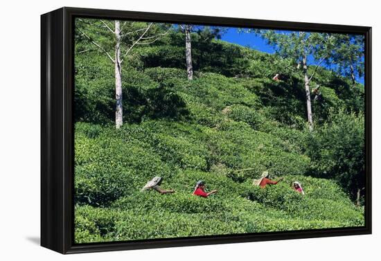 Tea Plantation-Alan Sirulnikoff-Framed Premier Image Canvas