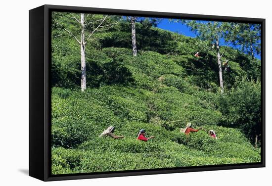 Tea Plantation-Alan Sirulnikoff-Framed Premier Image Canvas