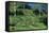 Tea Plantation-Alan Sirulnikoff-Framed Premier Image Canvas