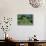 Tea Plantation-Alan Sirulnikoff-Framed Premier Image Canvas displayed on a wall
