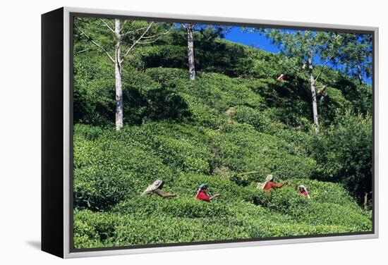 Tea Plantation-Alan Sirulnikoff-Framed Premier Image Canvas