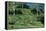 Tea Plantation-Alan Sirulnikoff-Framed Premier Image Canvas