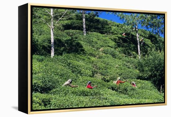 Tea Plantation-Alan Sirulnikoff-Framed Premier Image Canvas