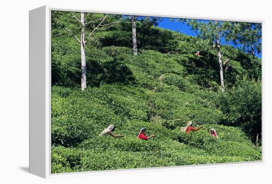 Tea Plantation-Alan Sirulnikoff-Framed Premier Image Canvas