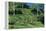 Tea Plantation-Alan Sirulnikoff-Framed Premier Image Canvas