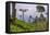 Tea Plantation-Matthew Williams-Ellis-Framed Premier Image Canvas