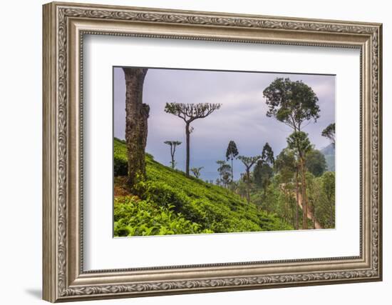 Tea Plantation-Matthew Williams-Ellis-Framed Photographic Print