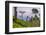 Tea Plantation-Matthew Williams-Ellis-Framed Photographic Print