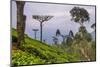 Tea Plantation-Matthew Williams-Ellis-Mounted Photographic Print