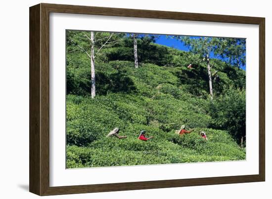 Tea Plantation-Alan Sirulnikoff-Framed Photographic Print