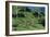 Tea Plantation-Alan Sirulnikoff-Framed Photographic Print