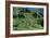 Tea Plantation-Alan Sirulnikoff-Framed Photographic Print