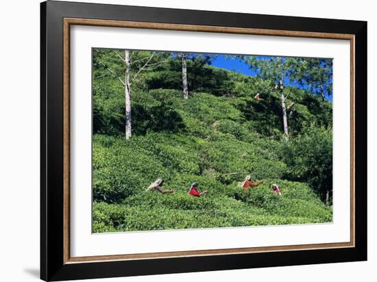 Tea Plantation-Alan Sirulnikoff-Framed Photographic Print