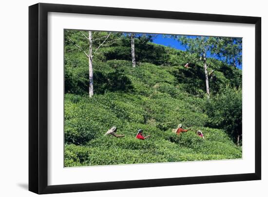 Tea Plantation-Alan Sirulnikoff-Framed Photographic Print