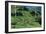 Tea Plantation-Alan Sirulnikoff-Framed Photographic Print