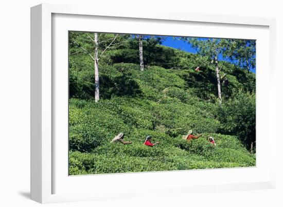 Tea Plantation-Alan Sirulnikoff-Framed Photographic Print
