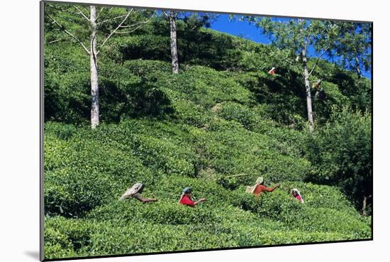 Tea Plantation-Alan Sirulnikoff-Mounted Photographic Print