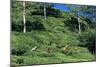 Tea Plantation-Alan Sirulnikoff-Mounted Photographic Print