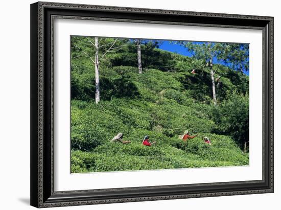 Tea Plantation-Alan Sirulnikoff-Framed Photographic Print